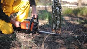 Best Lawn Disease Treatment  in Audubon Park, KY