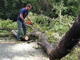 Best Tree Preservation Services  in Audubon Park, KY
