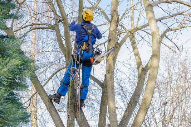 Best Commercial Tree Services  in Audubon Park, KY