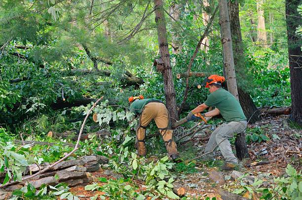 Best Tree and Shrub Care  in Audubon Park, KY