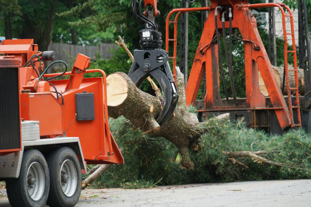 Best Firewood Processing and Delivery  in Audubon Park, KY