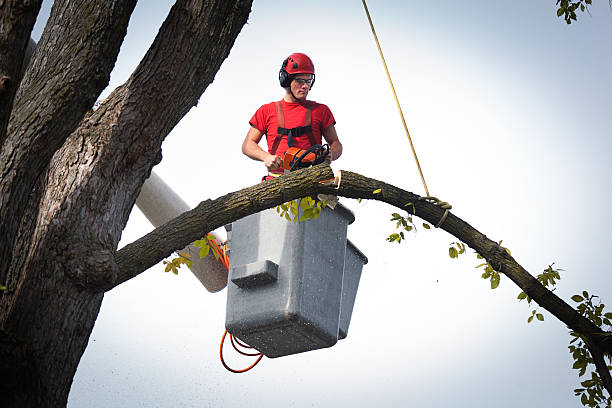 Best Utility Line Clearance  in Audubon Park, KY