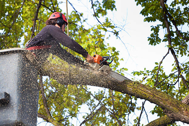 Best Tree Maintenance Programs  in Audubon Park, KY